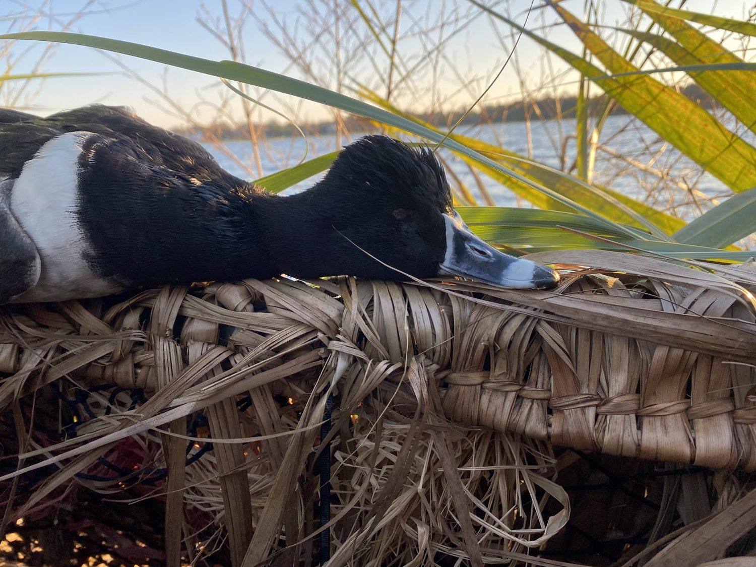 Dirty Duck Outdoors gallery photo