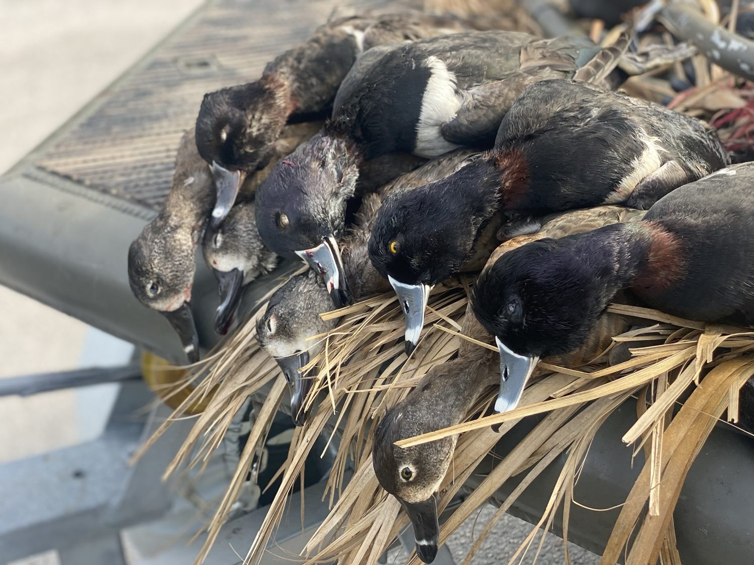 Dirty Duck Outdoors gallery photo